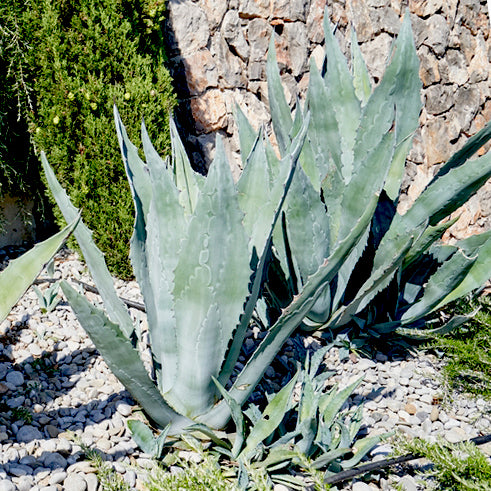 Blue American Agave Plant (7823948775679)